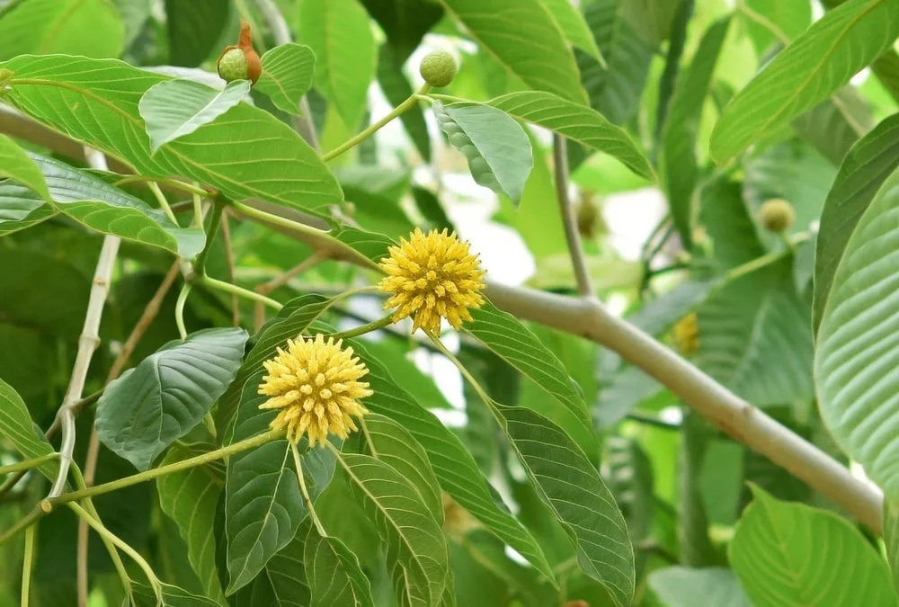 kratom near me