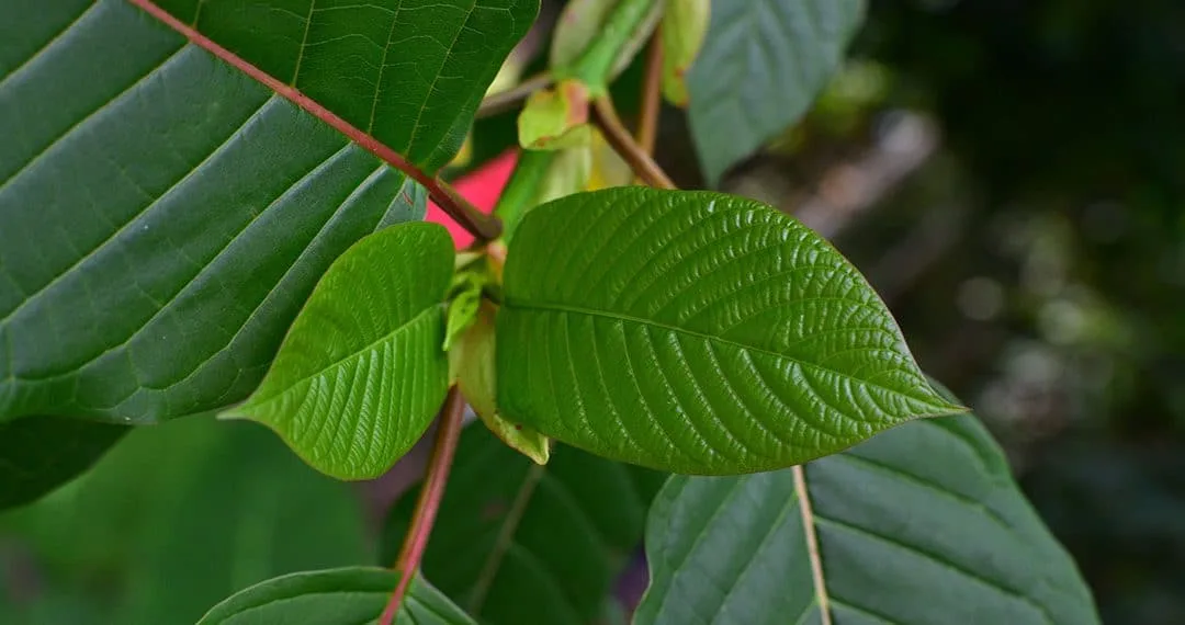 FDA Head Tweets About Kratom