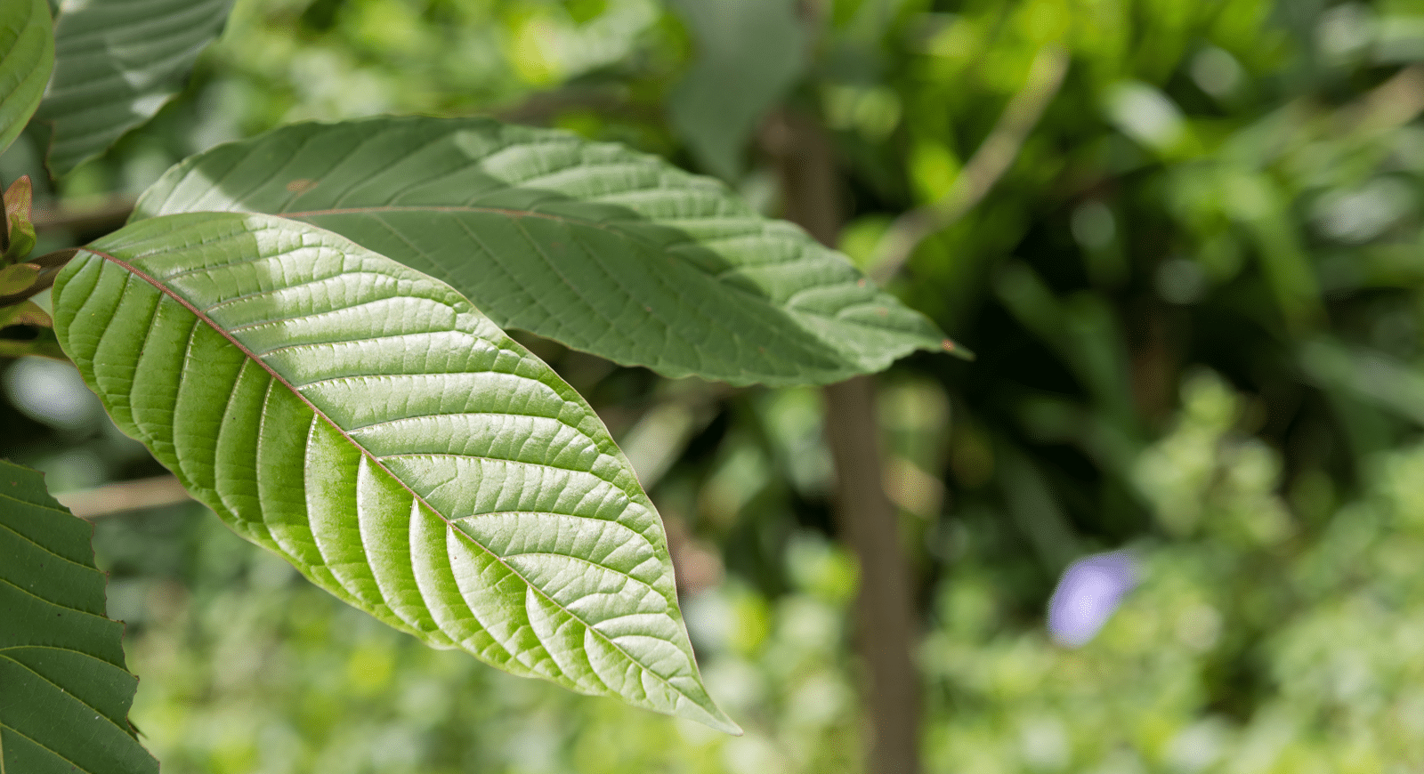 Legit Kratom Farming 