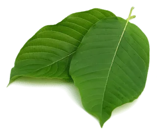 Mitragyna Speciosa Leaves